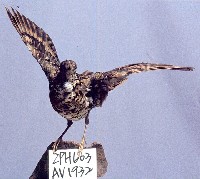 藏品(虎鶇)的圖片